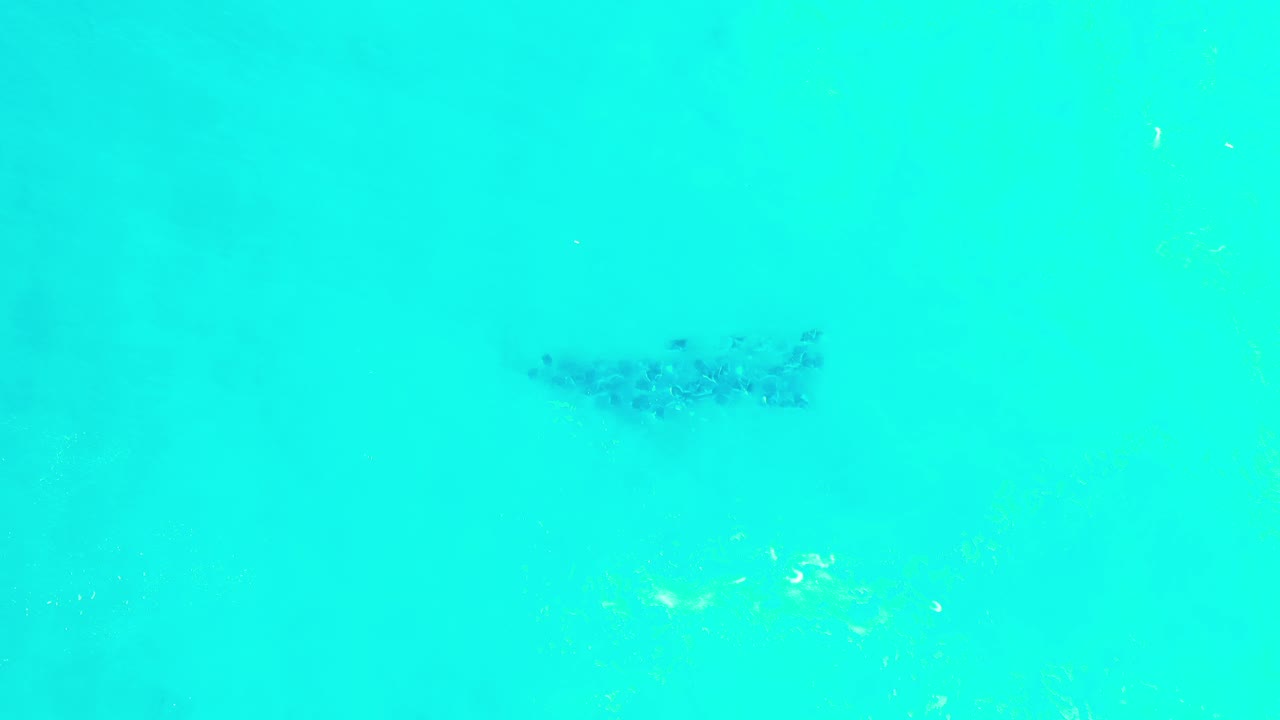 Dark fish cluster in turquoise ocean water.