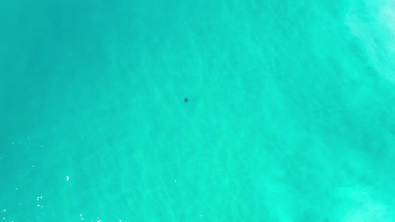 Clear green-blue seawater with a tiny dark fish high in frame.