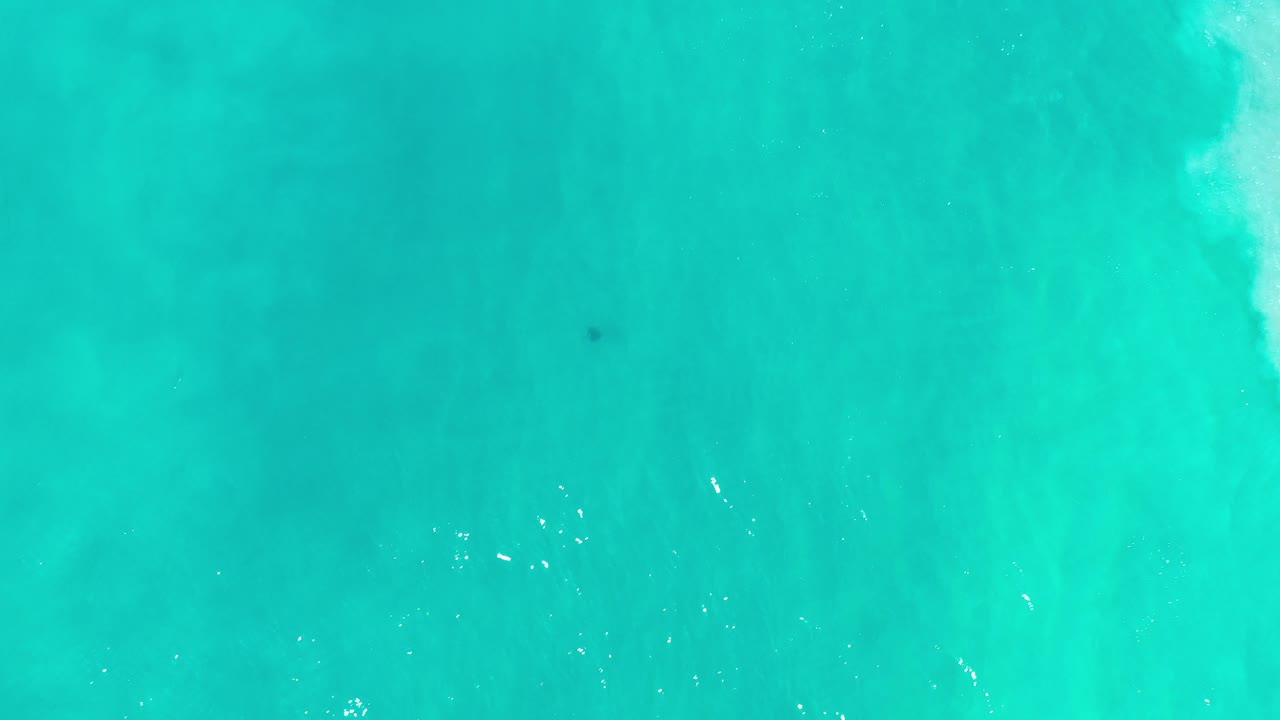 Overhead view of turquoise water in Los Cabos, Mexico, with a lone dark fish near the upper center and no visible people.