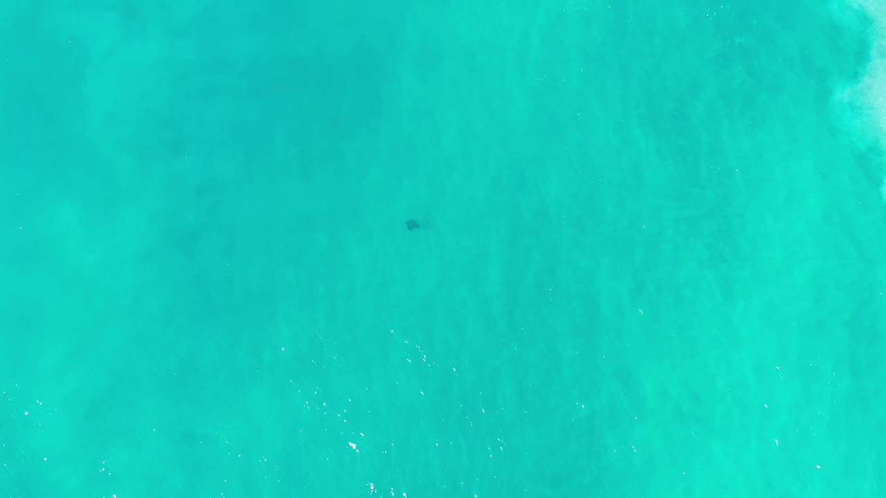 Turquoise water with a fish and pale wave wash along one side.