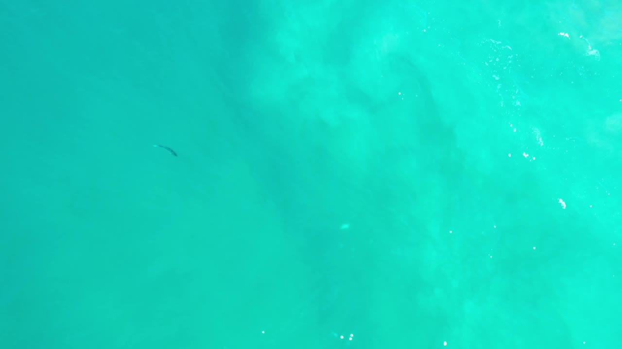 Top-down view of turquoise ocean water in Los Cabos, Mexico, with a small dark fish shape near the left side and no visible people.