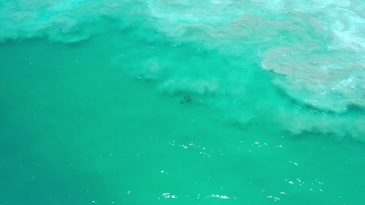 Turquoise water with pale submerged reef texture and a small dark shape below the surface.
