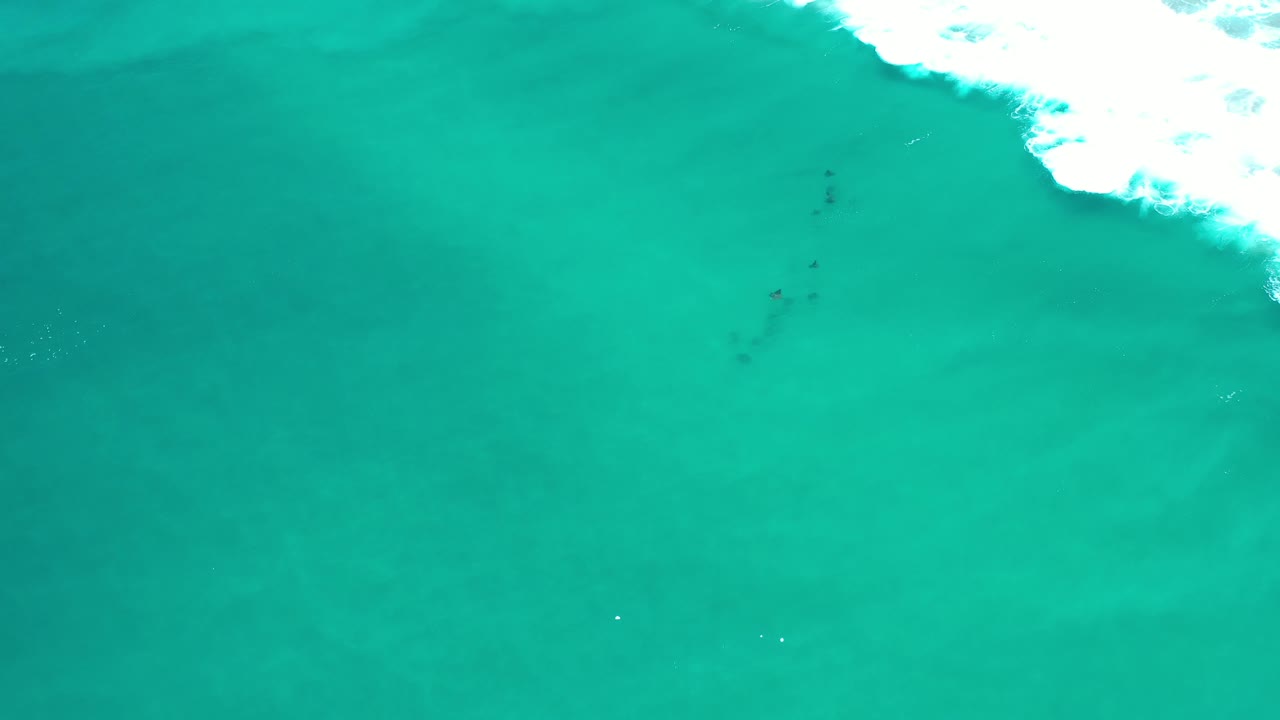 Turquoise ocean surface with fish below and foam along the top.
