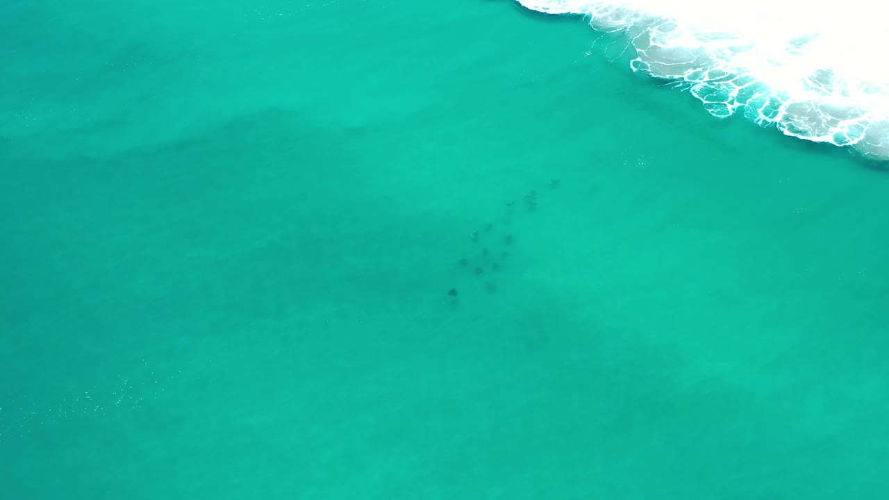 Aerial frame over Los Cabos water showing scattered dark fish below the surface, pale sand-colored patches under the sea, and bright white wave foam along the upper edge, no visible people.