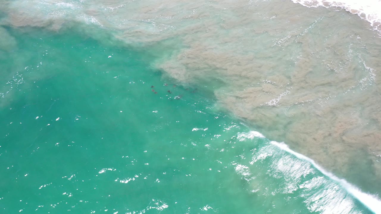Overhead view in Los Cabos, Mexico of turquoise shallow water, pale reef or sand near the top edge, and small dark animals underwater with no visible people.