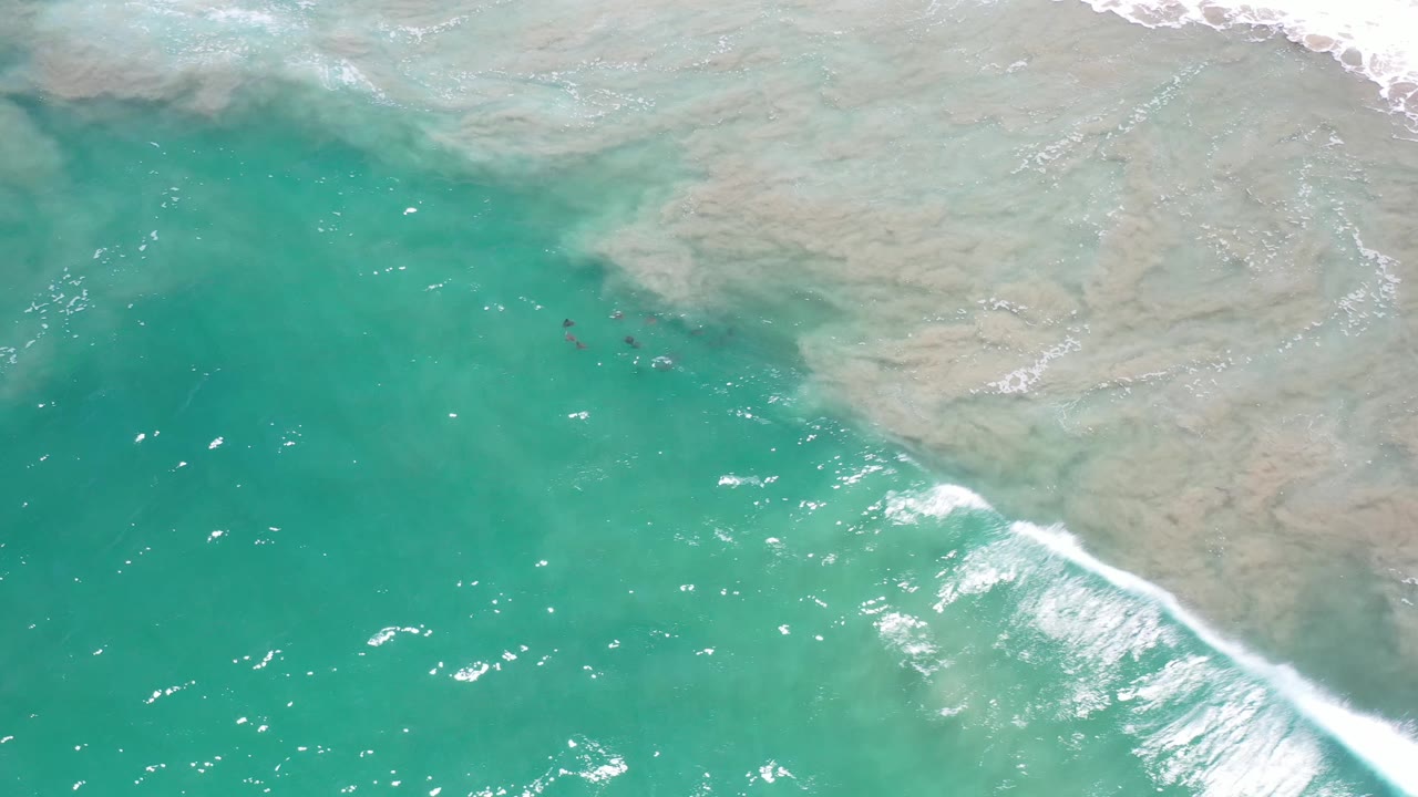 Aerial frame from Los Cabos, Mexico showing a cluster of small dark animals beneath turquoise water as white foam streaks across the lower right with no visible people.