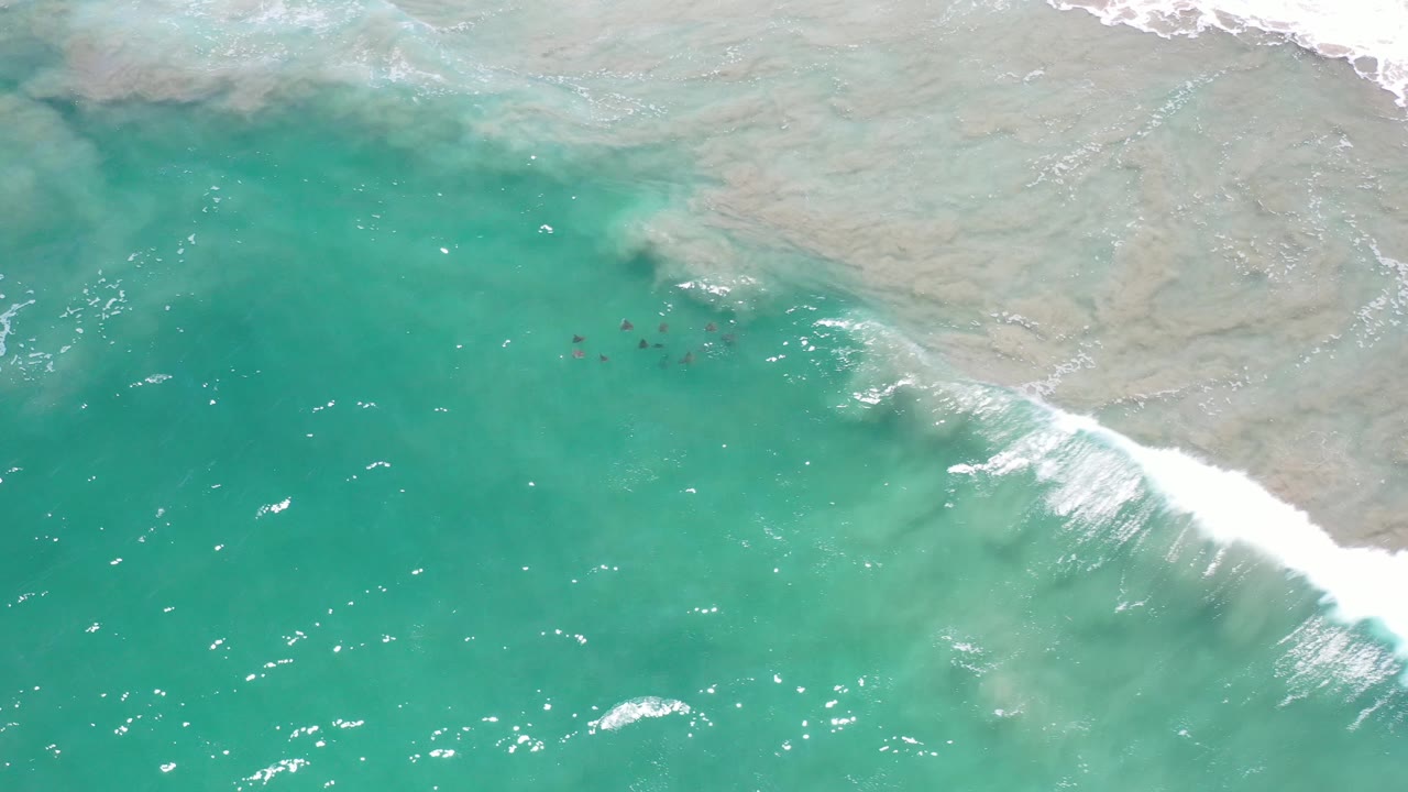 Turquoise ocean shallows with surf line and small dark animals near reef.