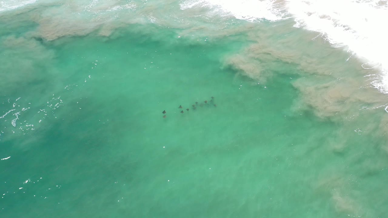 Fish in shallow green-blue ocean with sandy wave wash