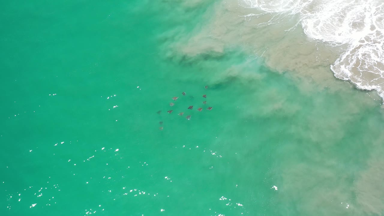 Green open ocean with a loose group of stingrays near cloudy shallows and surf foam.
