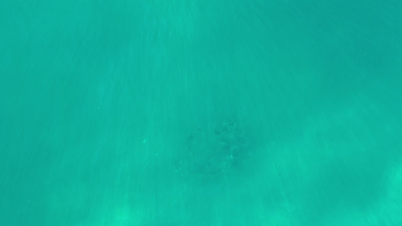 Overhead view of turquoise water in Los Cabos, Mexico, with faint dark animal-like shadows beneath the surface and no visible people.