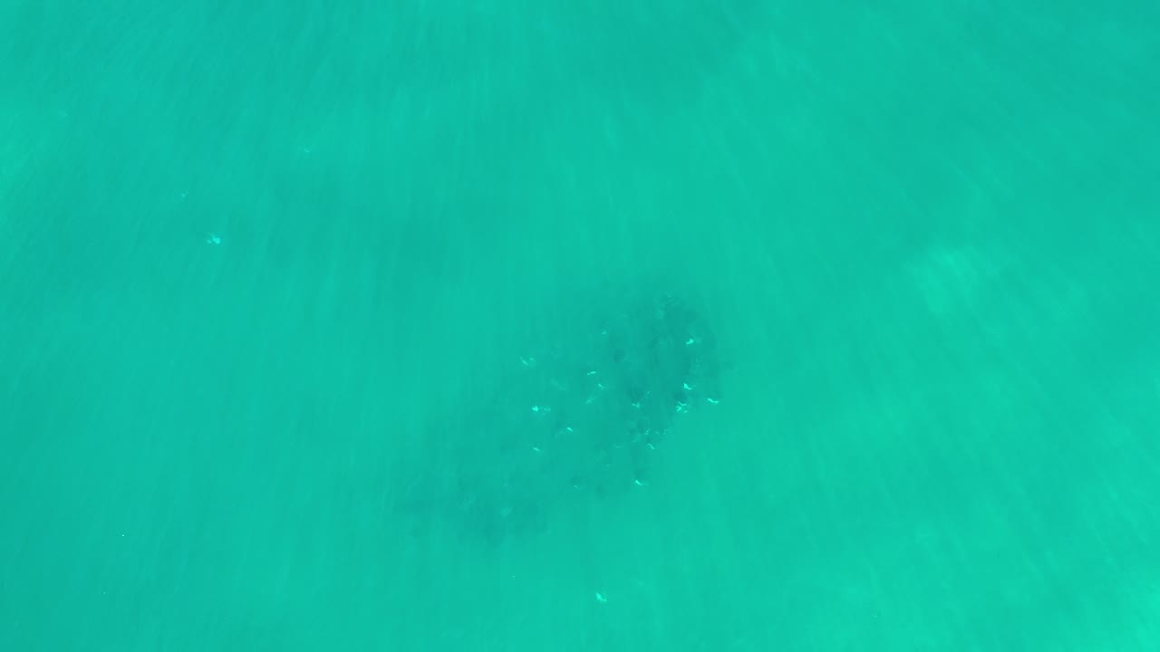 Top-down view of turquoise-green water in Los Cabos, Mexico, with a dark whale shape faintly visible beneath the surface and no visible people.