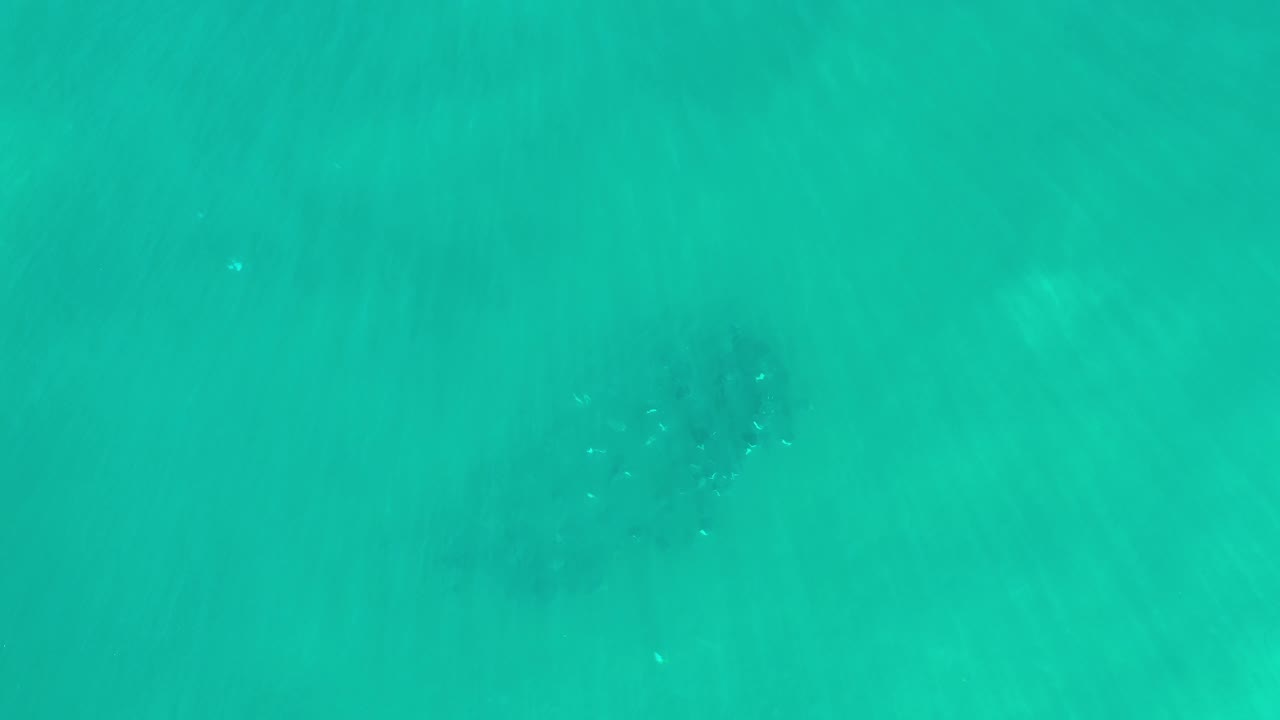 Aerial frame over green sea in Los Cabos, Mexico, showing the whale silhouette lower in the frame under translucent water, with no visible people.
