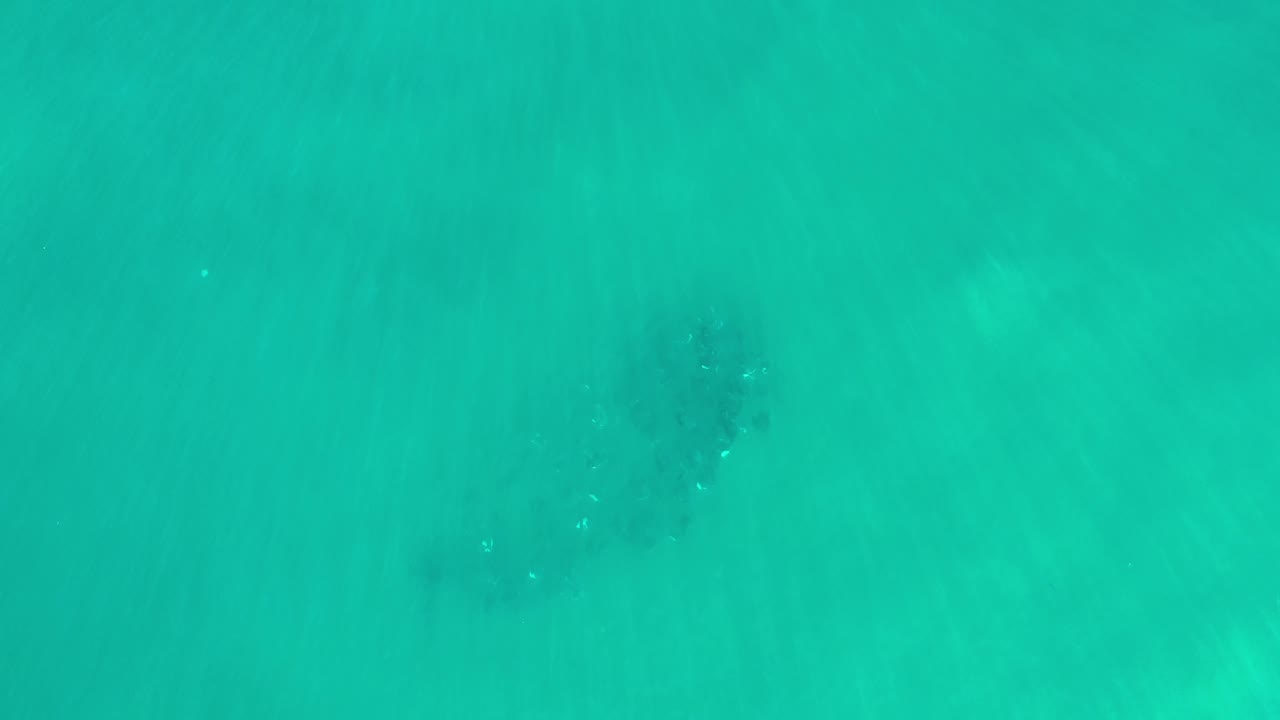 Overhead ocean view with a dark whale form near the center.
