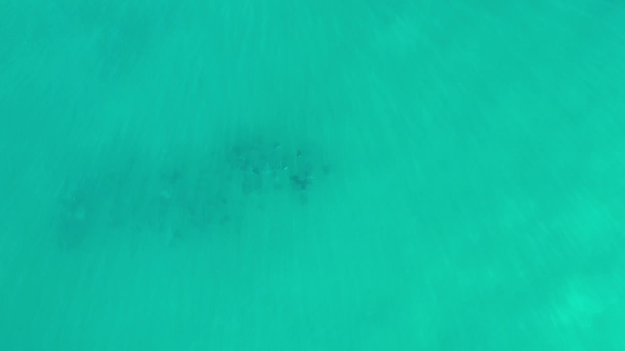 A top-down frame of Los Cabos green sea water shows a darker underwater whale shape near the upper center, with no visible people or vessels.