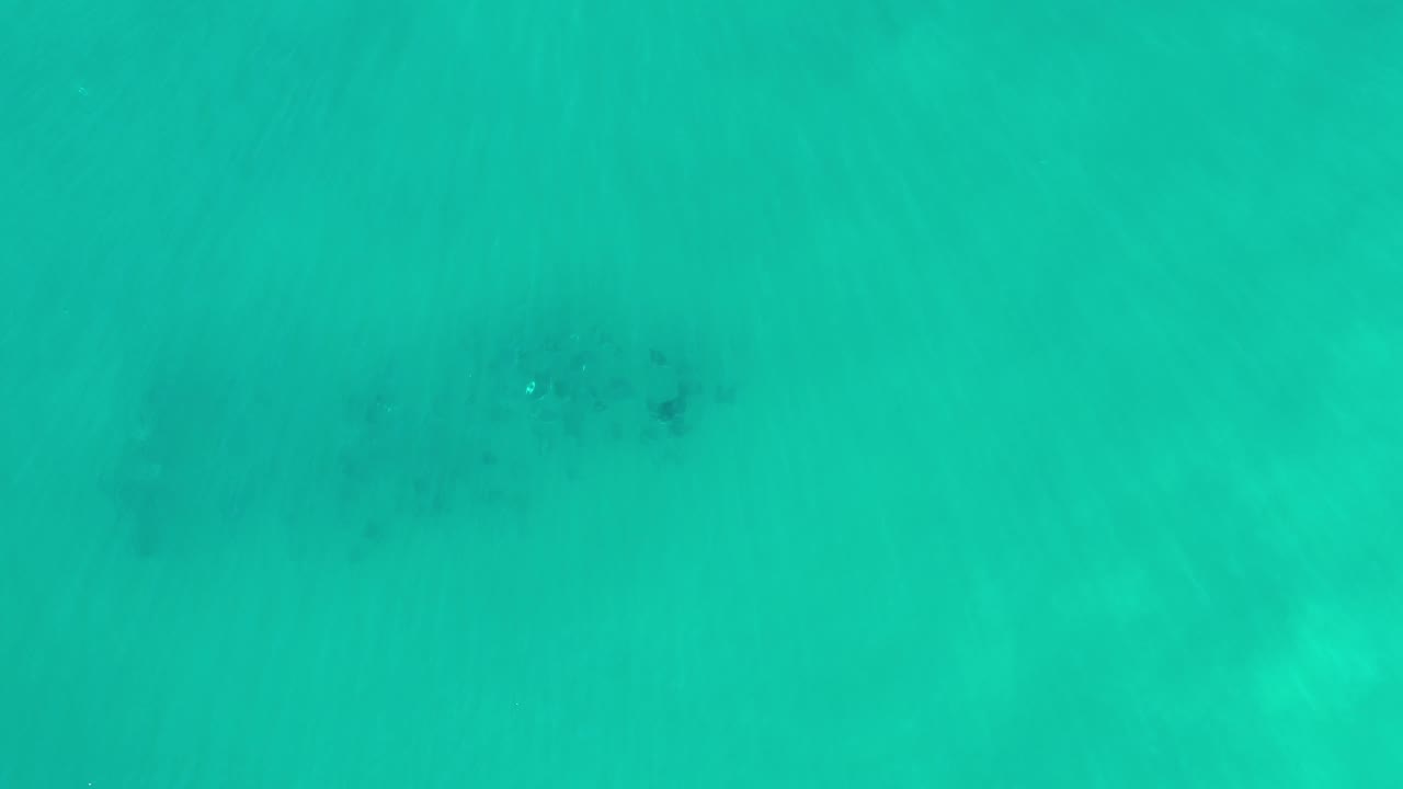 Overhead green ocean with shadowy underwater forms.