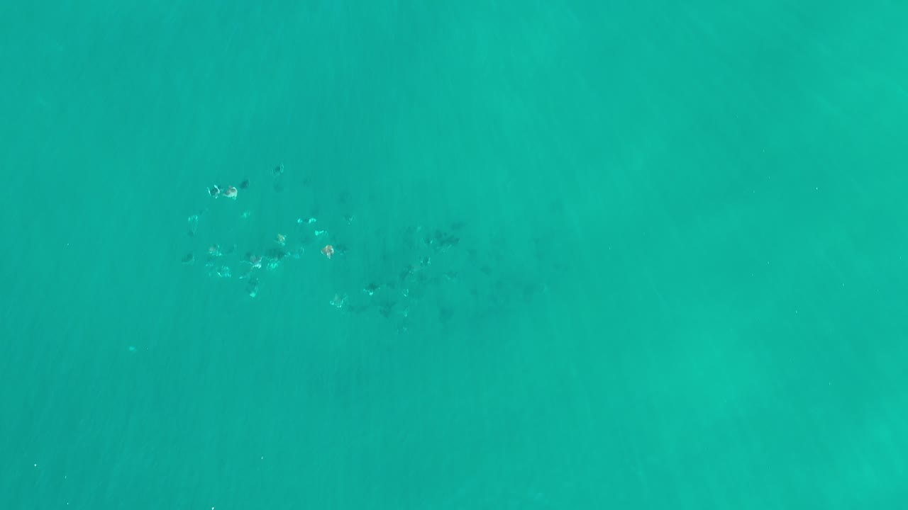 Small fish scattered in turquoise ocean water from above