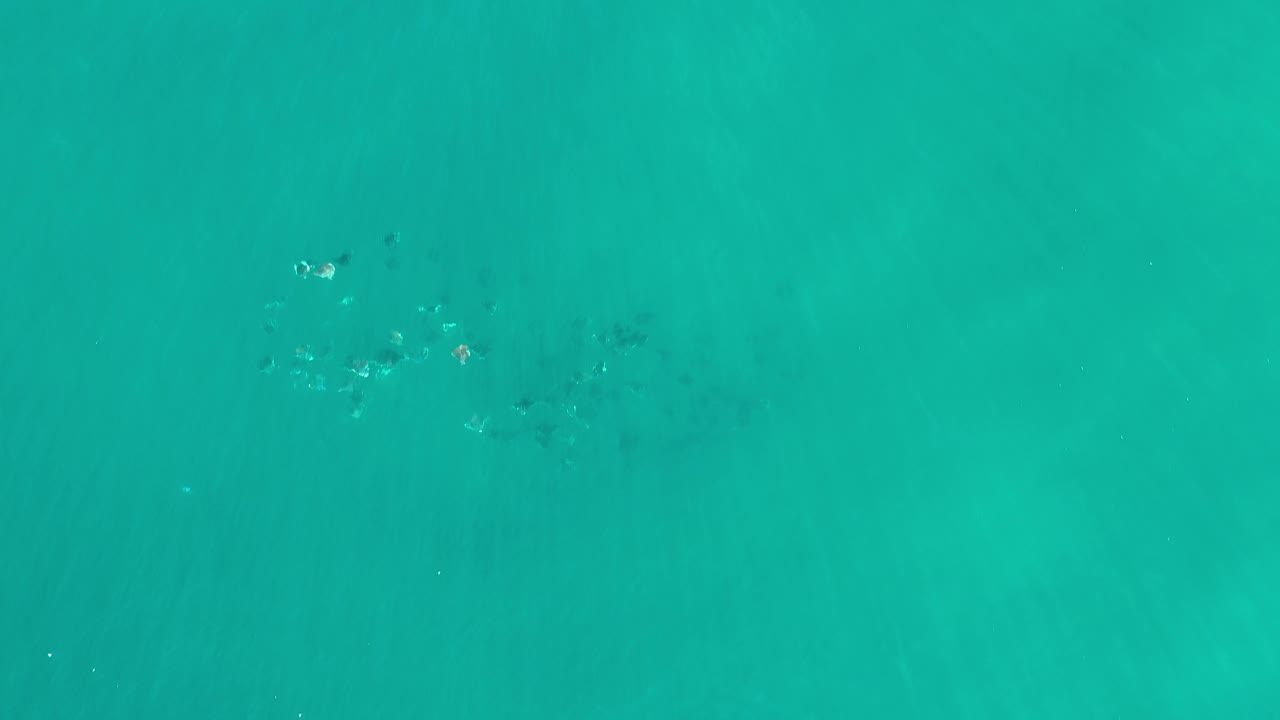 Straight-down aerial frame of Los Cabos ocean water with a loose fish group near the upper center and no visible people.