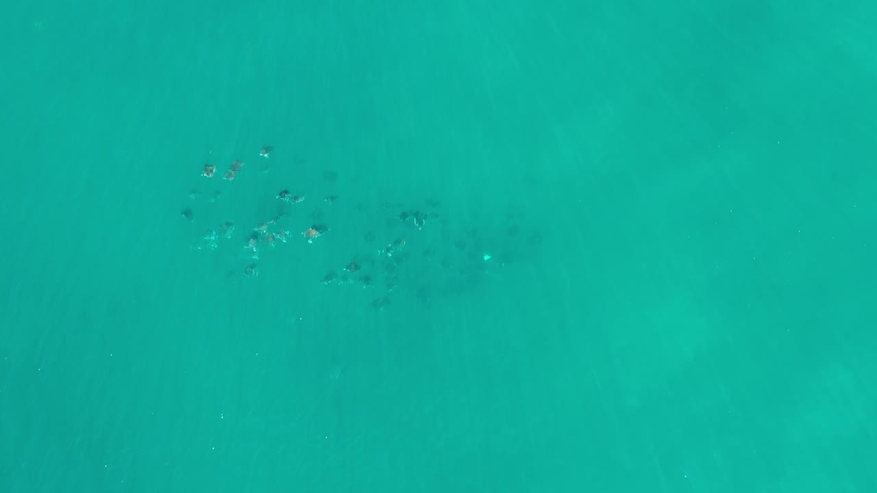 Fish cluster near the top of turquoise sea water