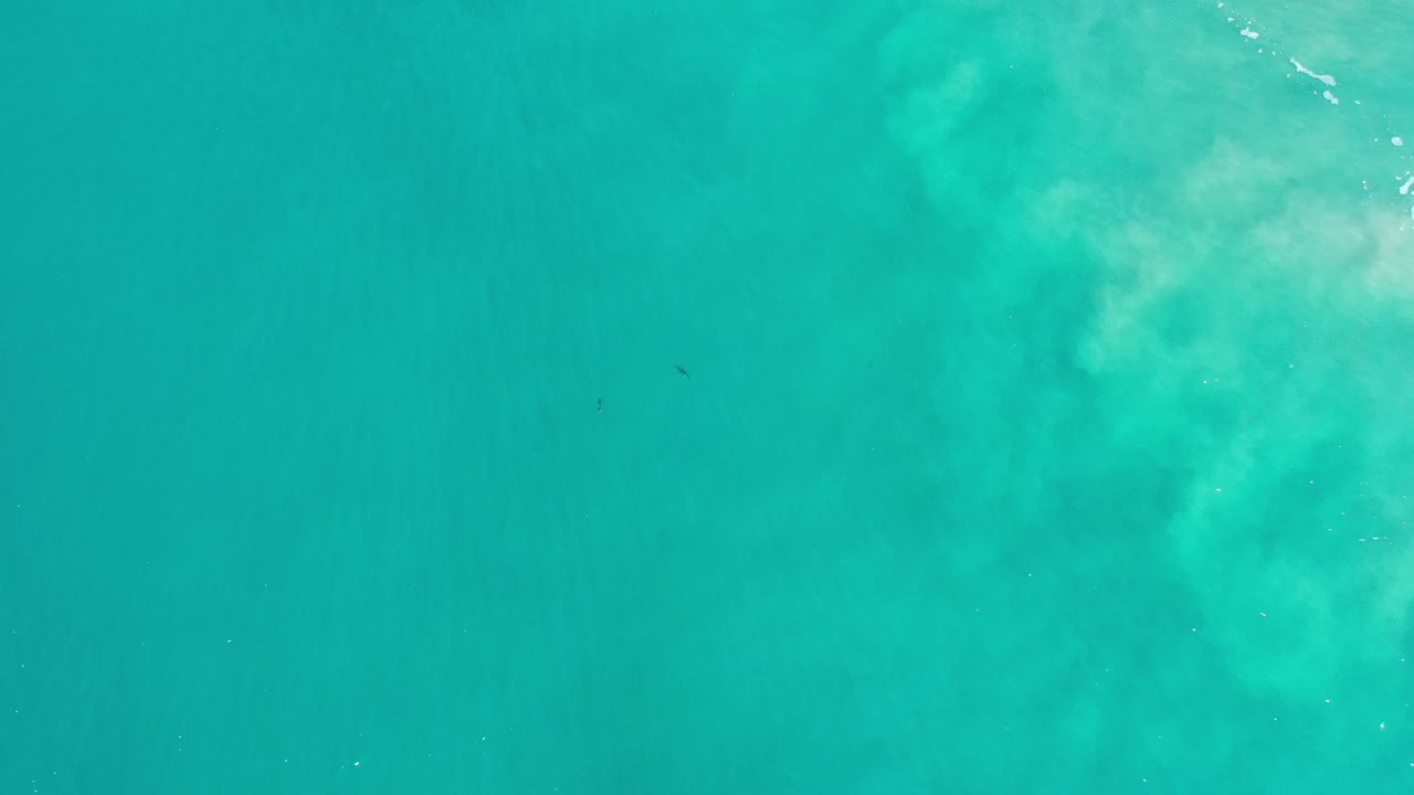 Turquoise open water with faint submerged animal shapes and pale surf texture.