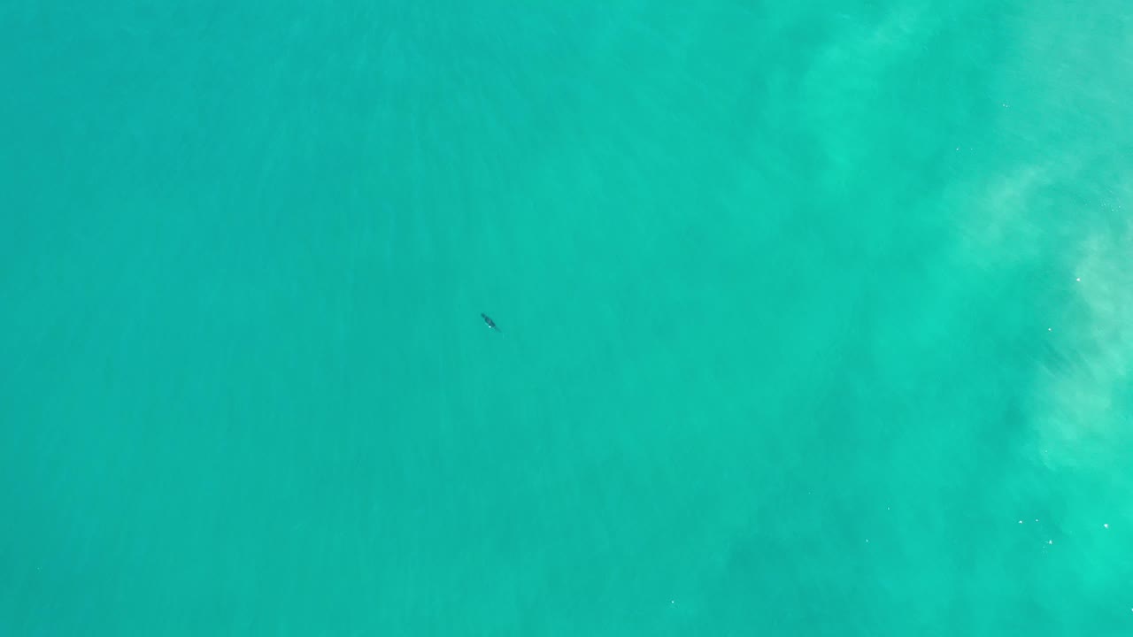 Overhead green water with a small dark fish shape near the center.
