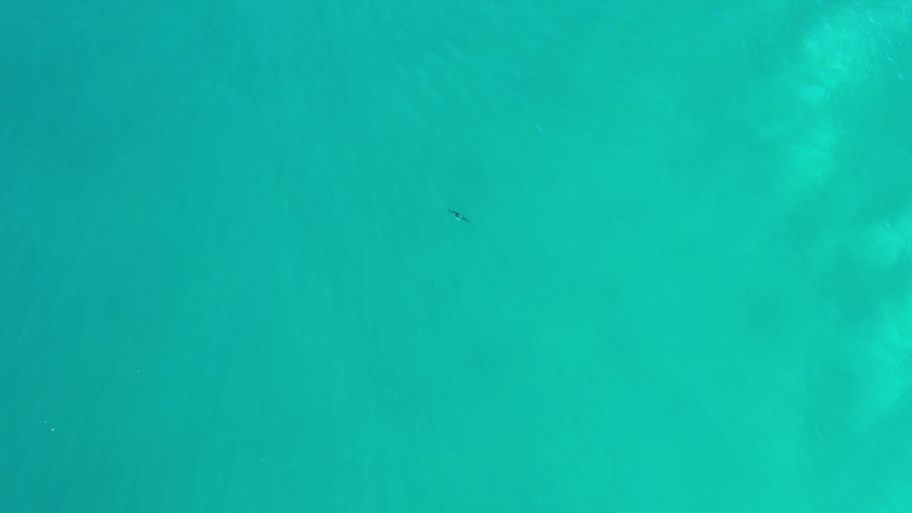 Overhead view of turquoise water in Los Cabos, Mexico, with a small dark fish-like shape near the upper left and no visible people.
