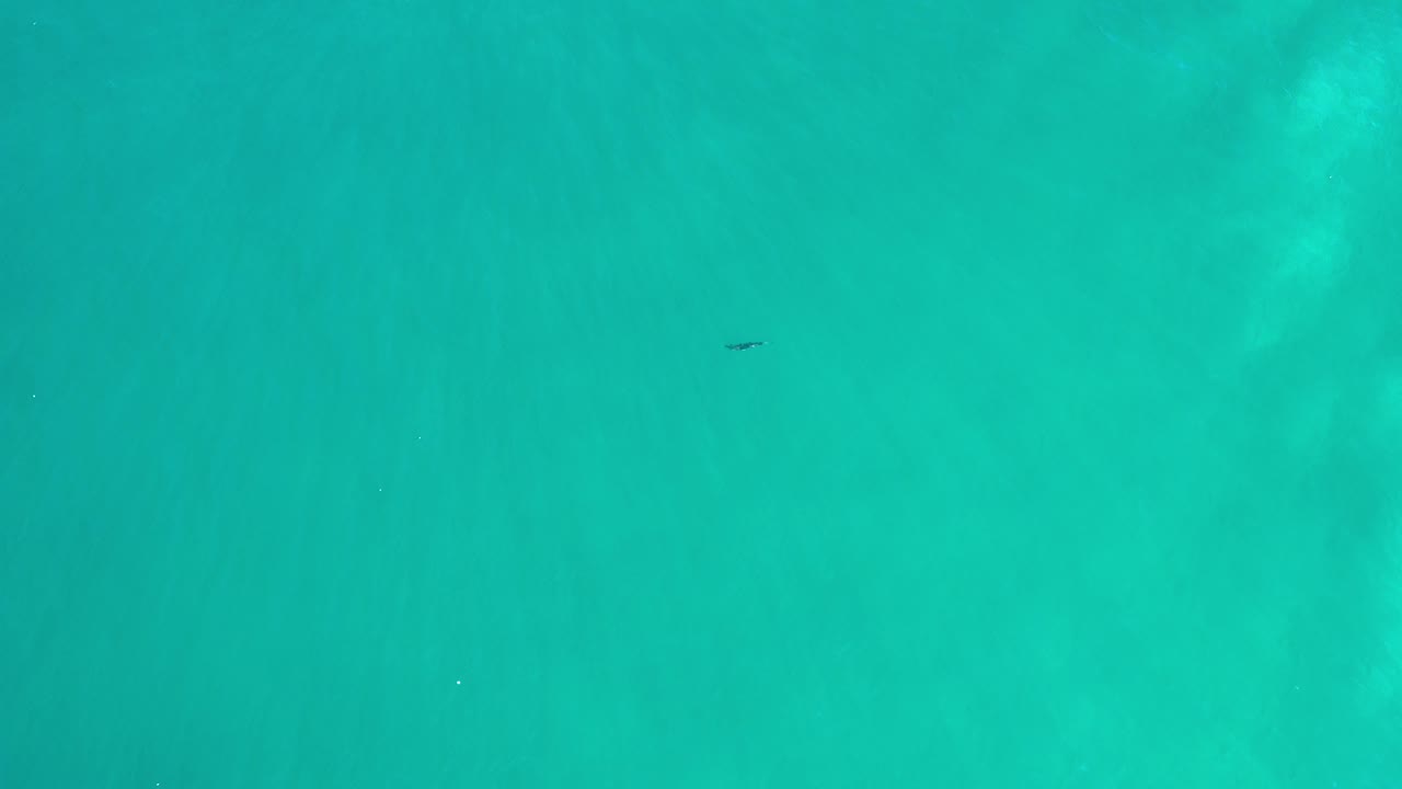 Overhead view of green-blue water in Los Cabos, Mexico, with a small dark fish near the upper-left area and no visible people.