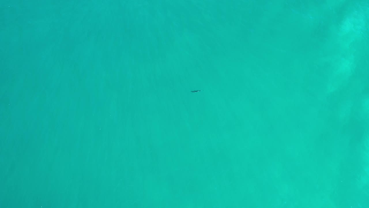 Green water fills the frame in Los Cabos, Mexico, with faint cloudy texture below the surface and a small dark fish near the upper middle, no visible people.