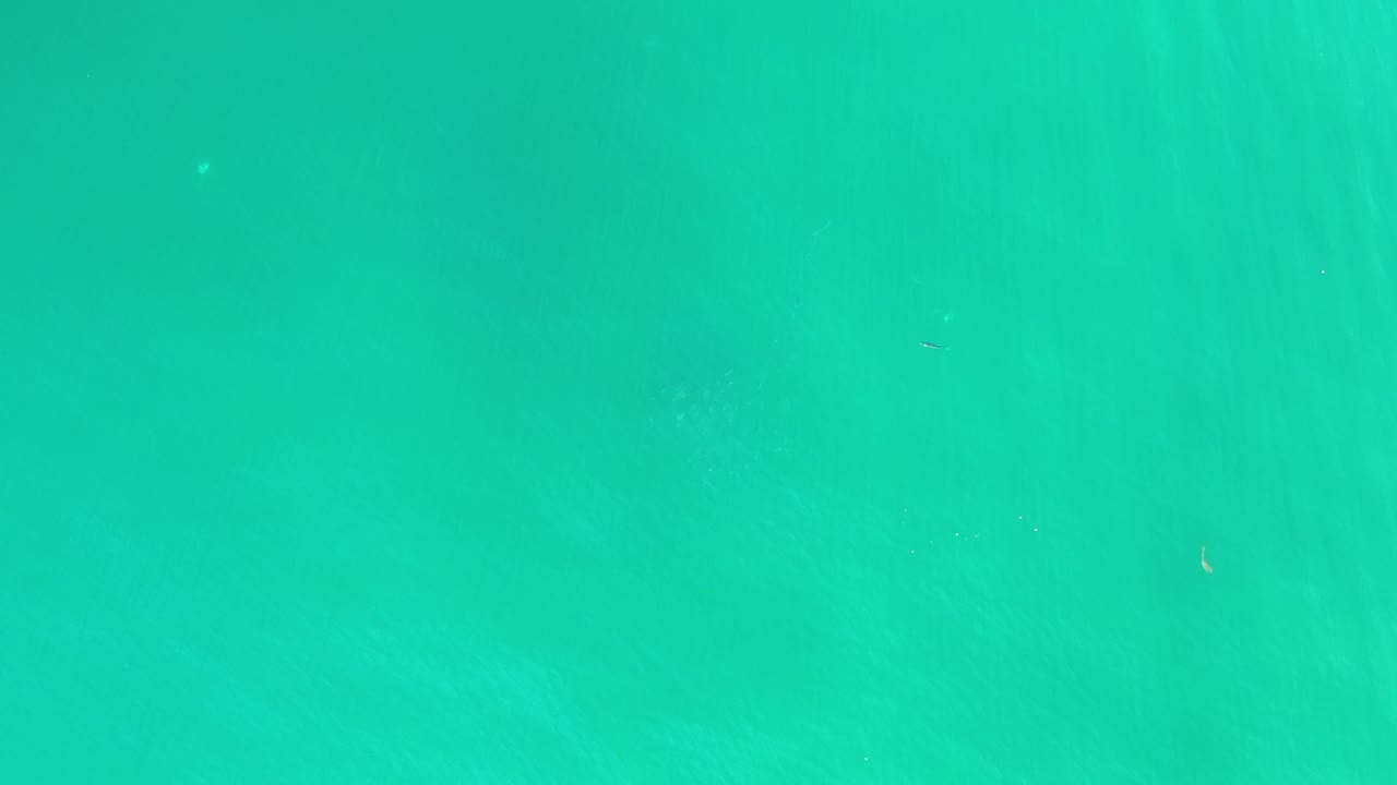 Turquoise green sea surface fills the frame.
