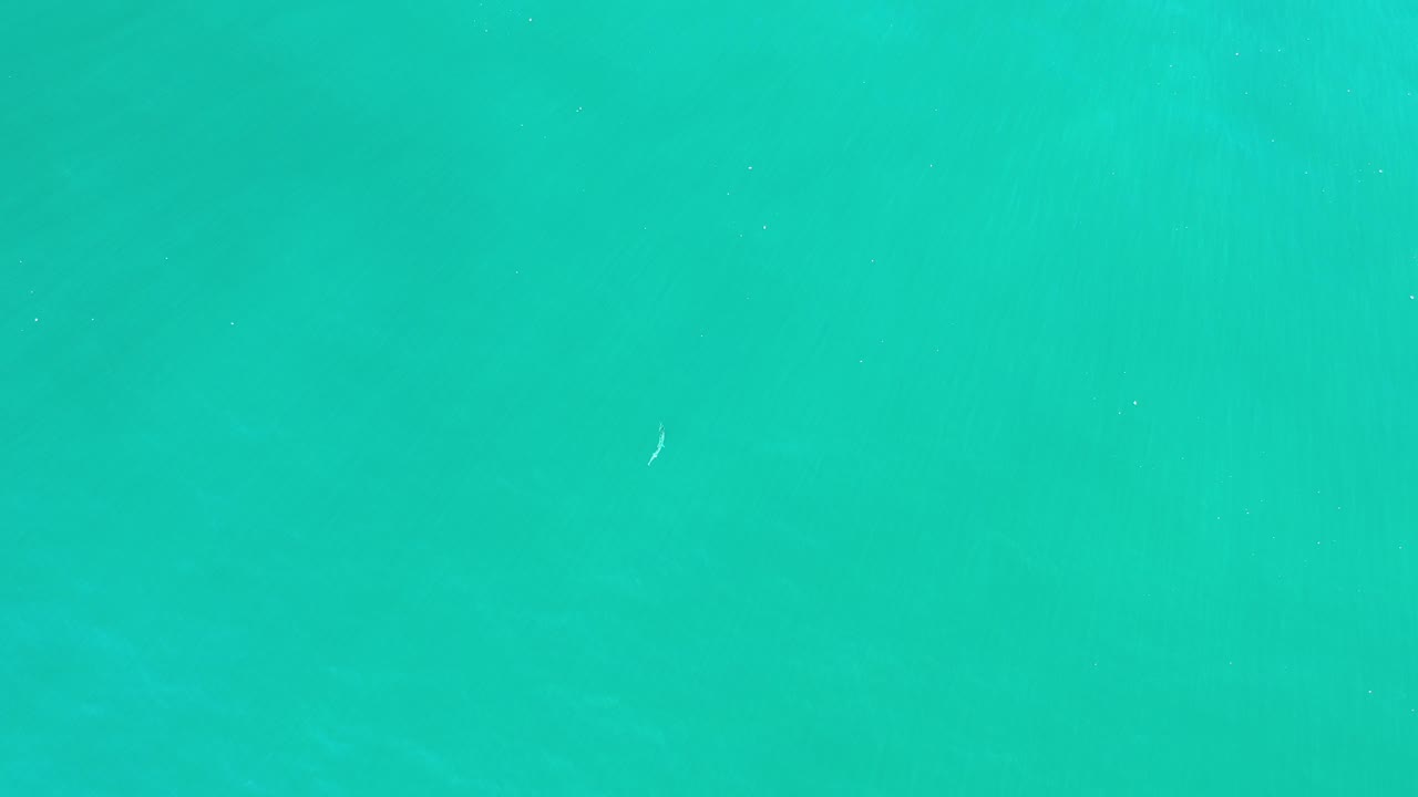 Overhead view of green seawater in Los Cabos, Mexico, with a tiny pale fish-like mark near the upper-left area and no visible people.