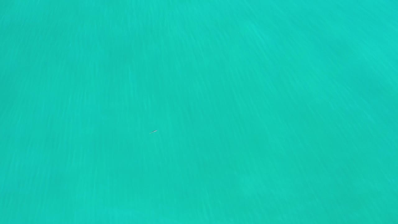 Overhead view of green ocean water in Los Cabos, Mexico, with a faint dark whale shape beneath ripples and no visible people.