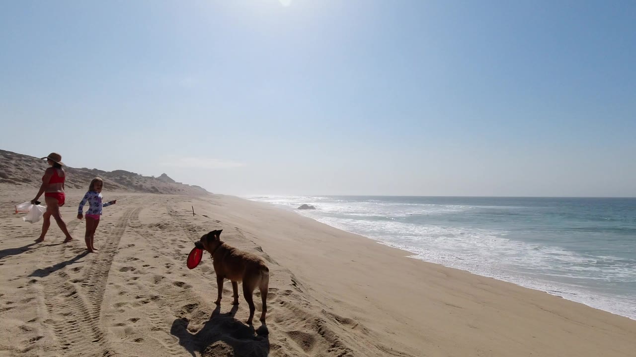 Adult, child, and dog with red frisbee on a sunny beach