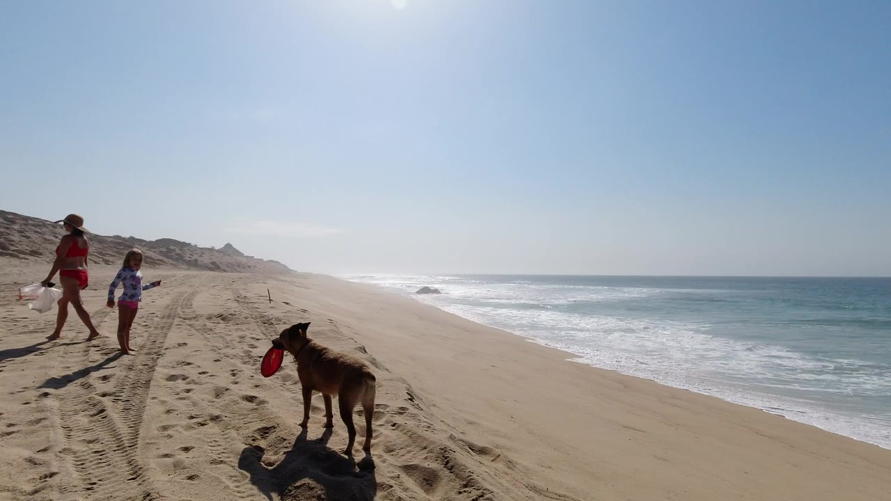 An adult and child remain near the left edge while a dog with a red frisbee faces the open beach and surf in Los Cabos, Mexico.