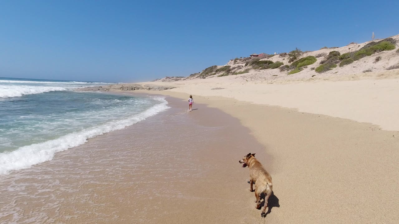 Dog walking on sandy beach beside ocean surf