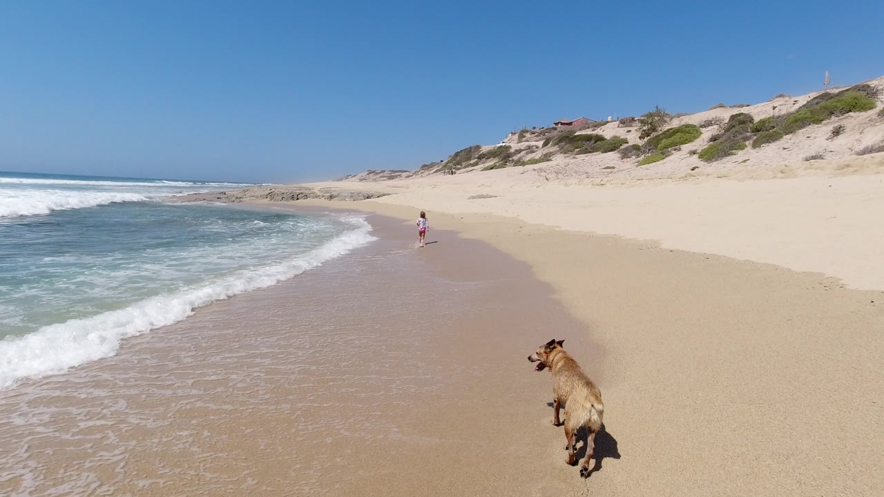 The dog continues along the right side of the Los Cabos shoreline as a band of foam reaches farther up the wet sand and dunes remain in the distance.