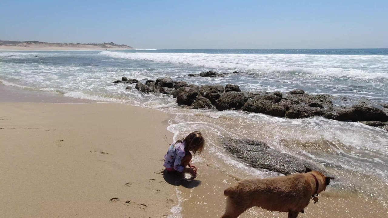 Young girl seated on sand near waves with a brown dog in the foreground.