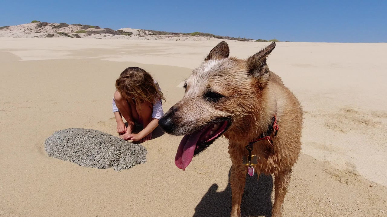 At 0:00 in Los Cabos, Mexico, a wet tan dog stands close to camera while a child crouches near a gray pebble patch on bright sand.