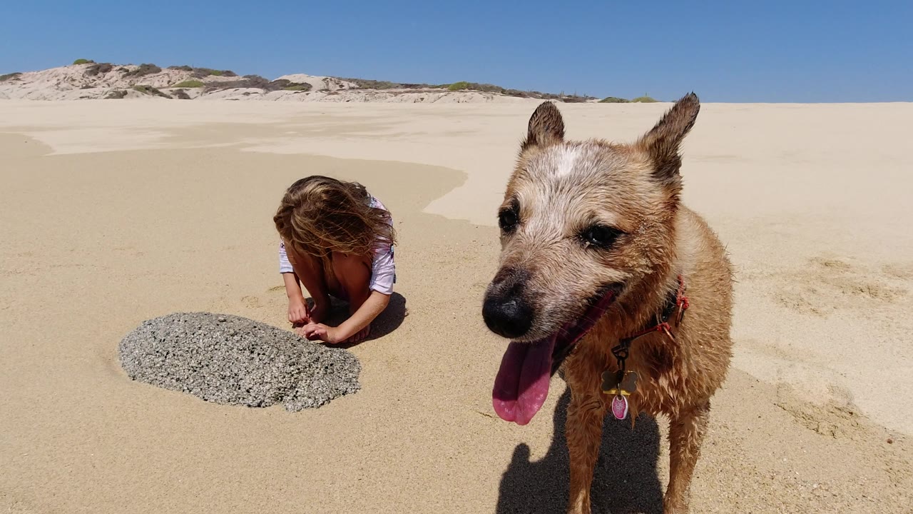 Close dog and crouching child on empty sand with dunes behind.