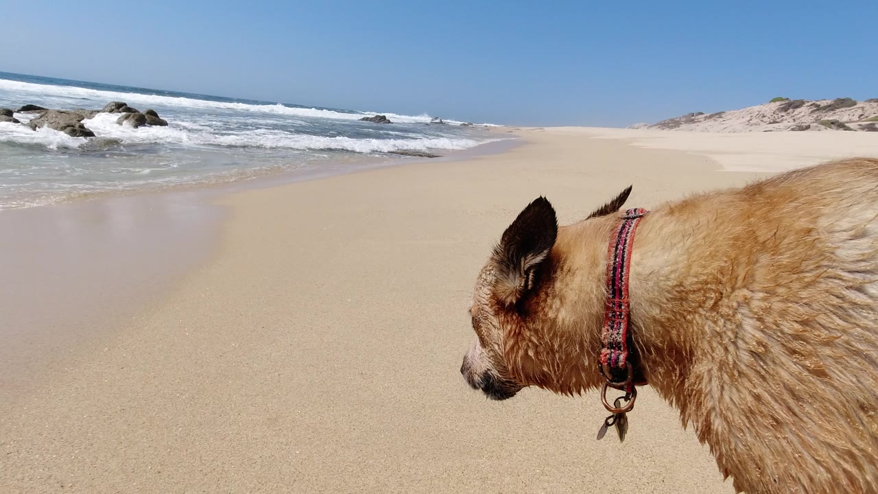 Wet tan dog in a red collar stands in the right foreground on a Los Cabos beach, with pale sand, rocks, blue water, white surf, and no visible people.