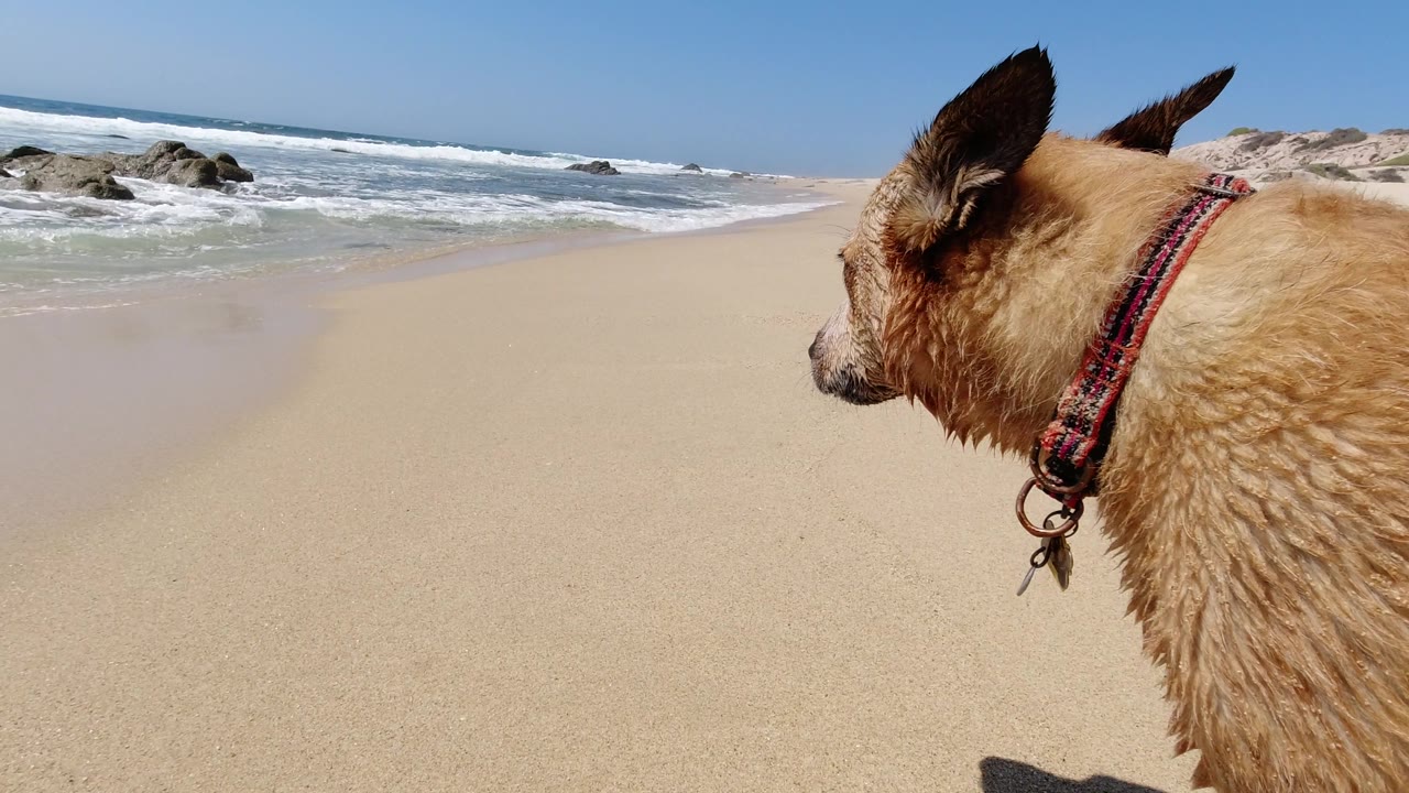Dog at right edge looking toward waves on beach.