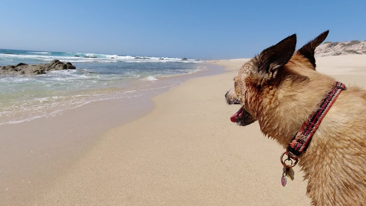 Brown dog in profile on a sandy beach beside waves.