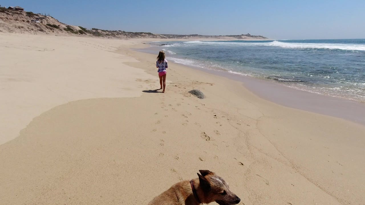 In Los Cabos, Mexico, a woman walks away along pale sand near the surf while a tan dog is partly visible at the bottom edge and low dunes line the left side.