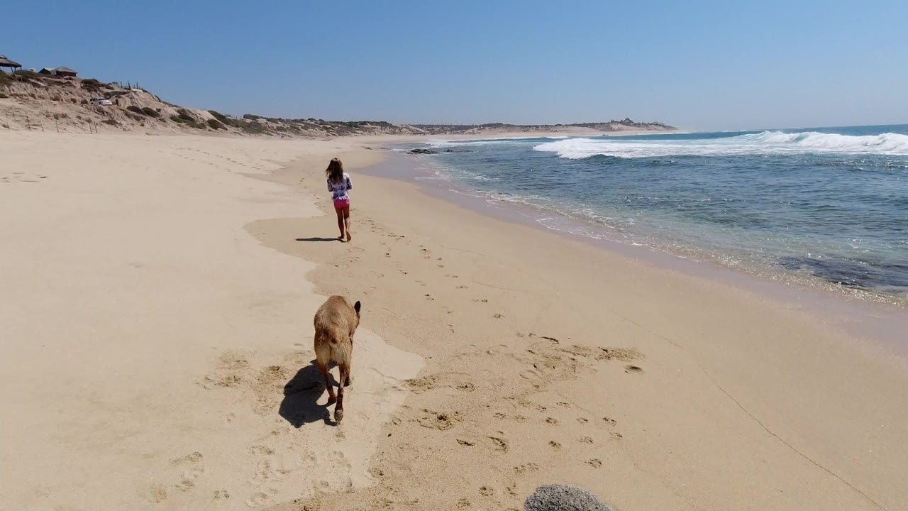 Woman and dog walking on a sandy beach beside blue ocean waves.