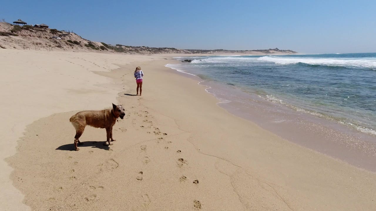 A woman walks away along a Los Cabos beach while a brown dog stands in the foreground near footprints, with dunes on the left and ocean surf on the right.