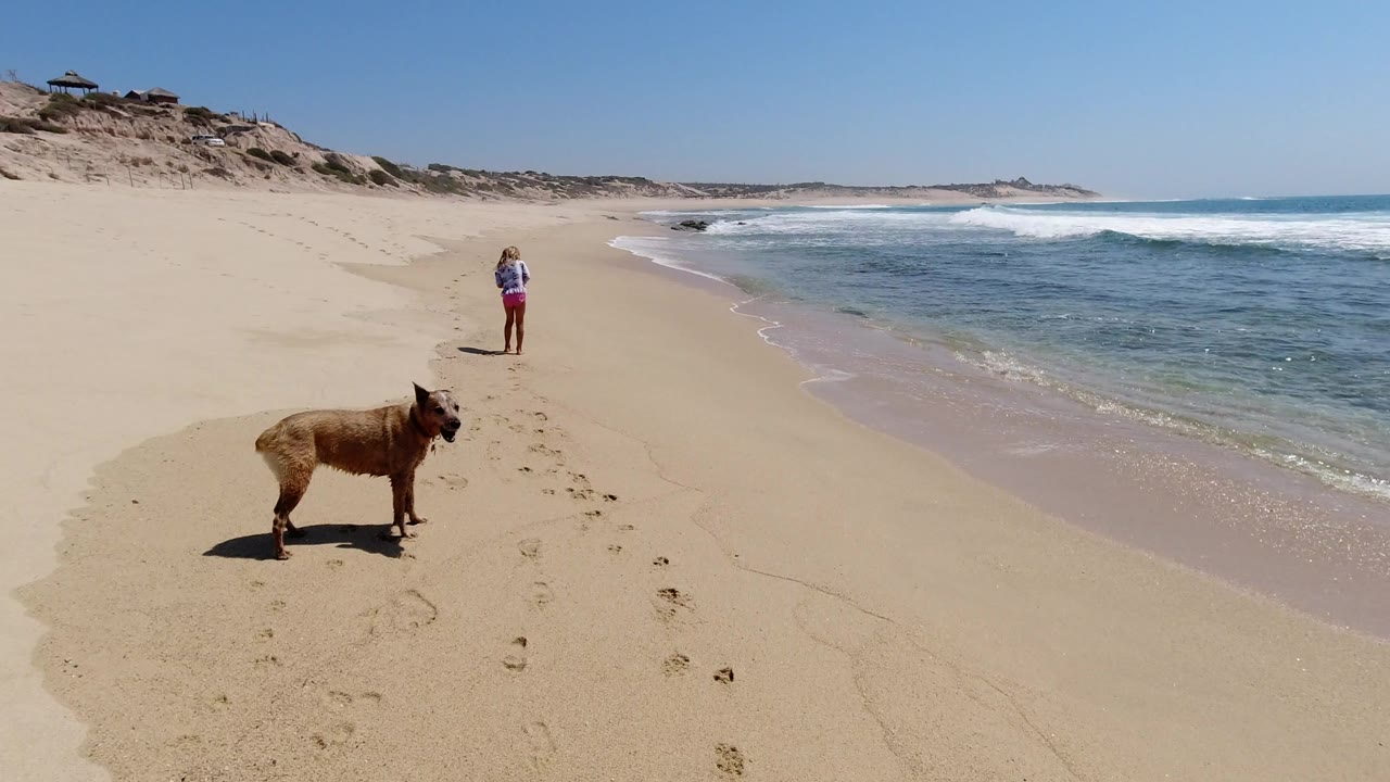 Dog in foreground and woman walking near the waterline.