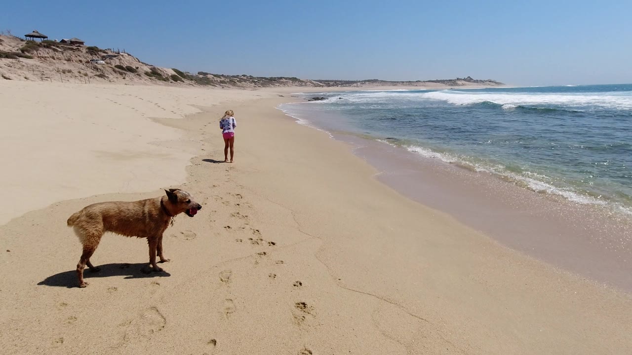 A brown dog stands larger in the left foreground while the woman is farther up the Los Cabos beach, with low waves rolling in from the right.