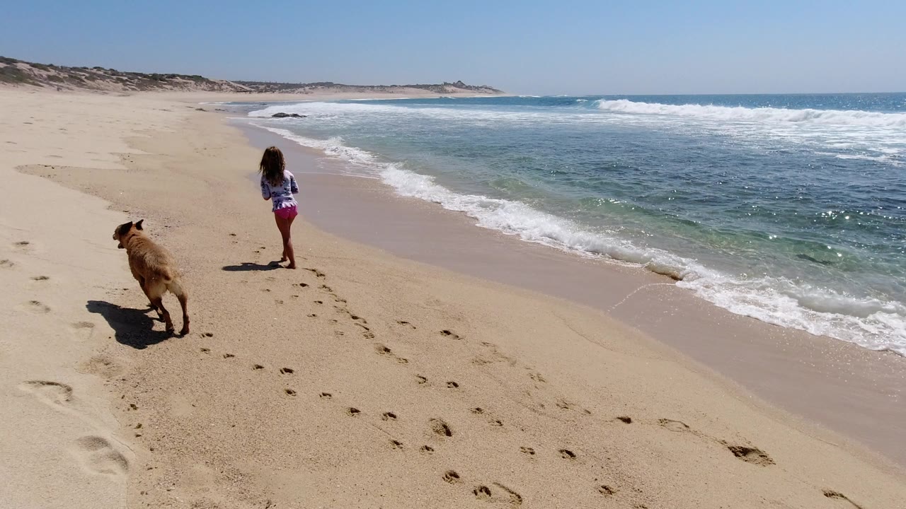 Child and dog on a sunny beach beside breaking waves.