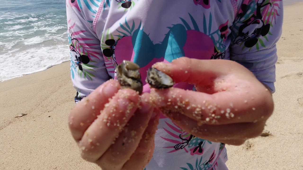 Child holding two sea snails in sandy hands on a beach.