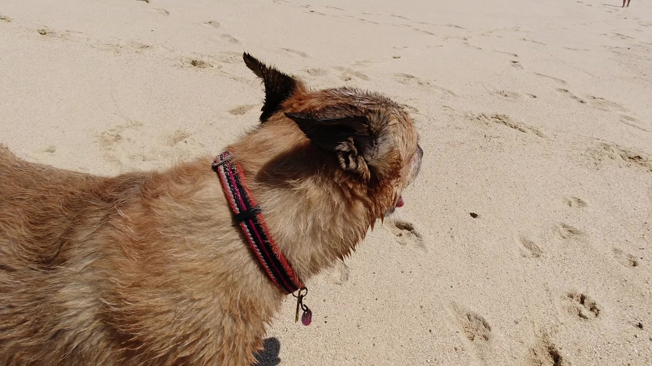 At the start of the Los Cabos clip, a wet tan dog in a red collar faces left on pale sand with scattered footprints and no visible people.