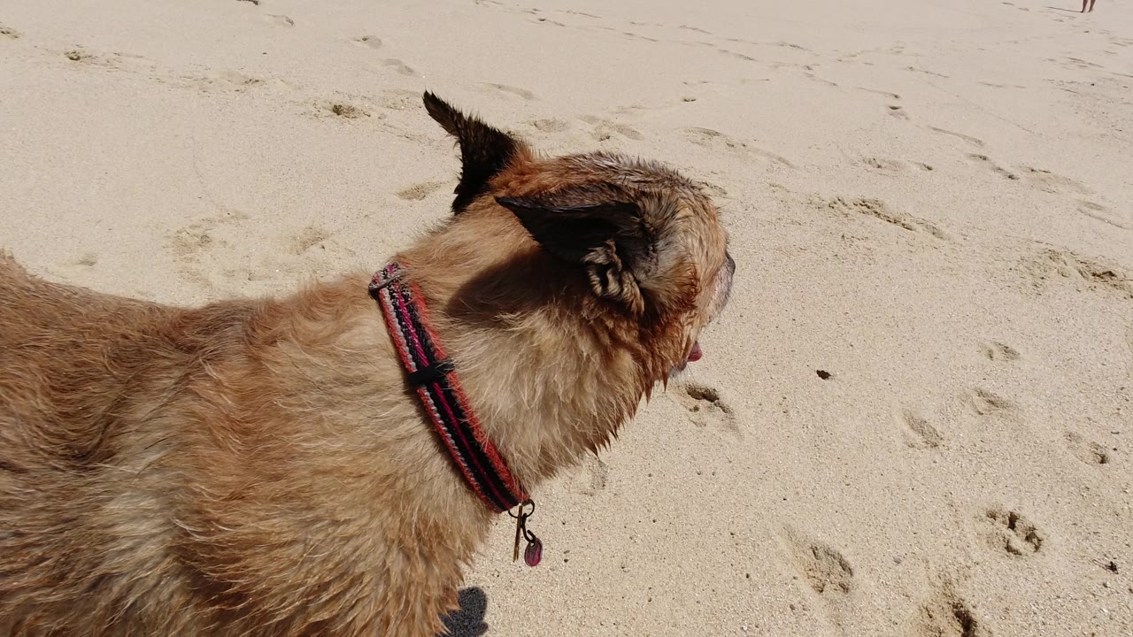 The dog remains in side profile on the Los Cabos sand, with wet fur, upright ears, a red collar, and no visible people in the frame.