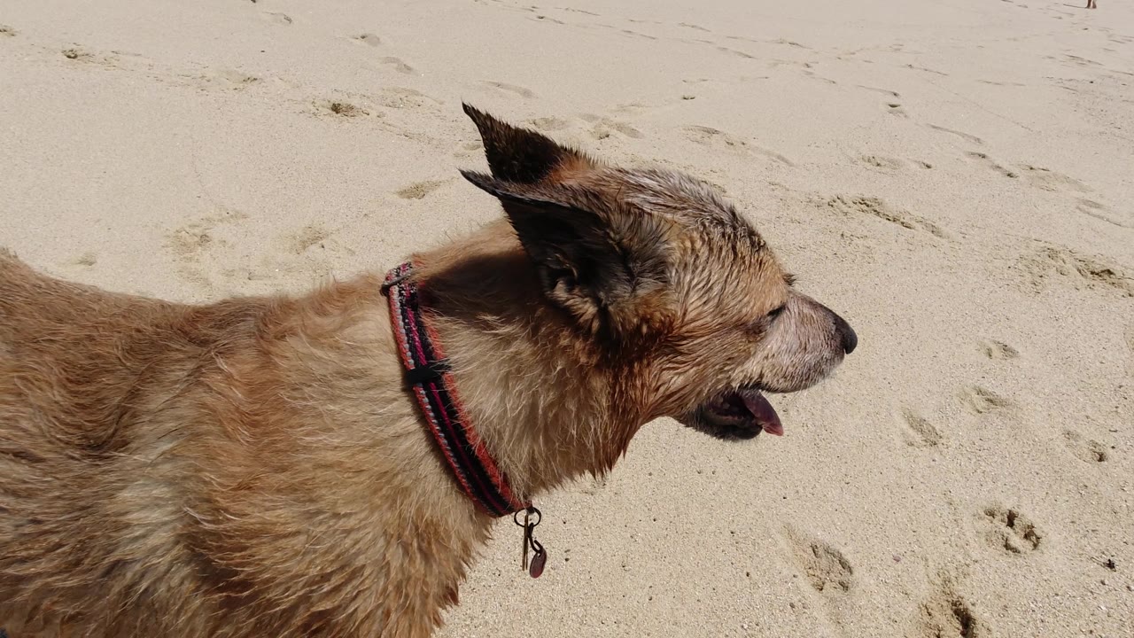 The wet tan dog turns to the right with its mouth open on the bright Los Cabos beach sand, with paw prints nearby and no visible people.